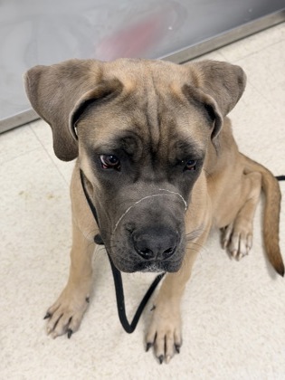 COOPER - Mastiff / Mix available for adoption