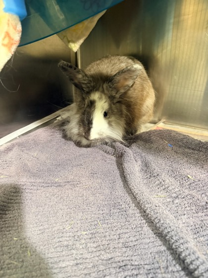 STORMY - Angora Rabbit / Angora Rabbit available for adoption