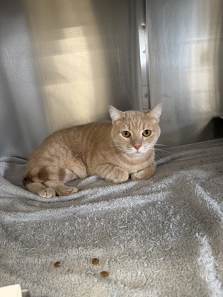 61895717 - Domestic Shorthair / Mix available for adoption