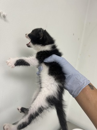 61709418 - Domestic Shorthair / Mix available for adoption