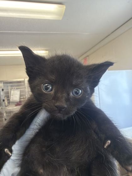 61716051 - Domestic Shorthair / Mix available for adoption