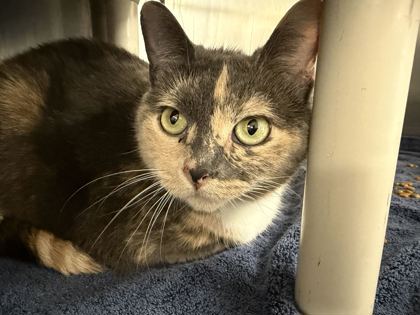 MUMU - Domestic Shorthair / Mix available for adoption