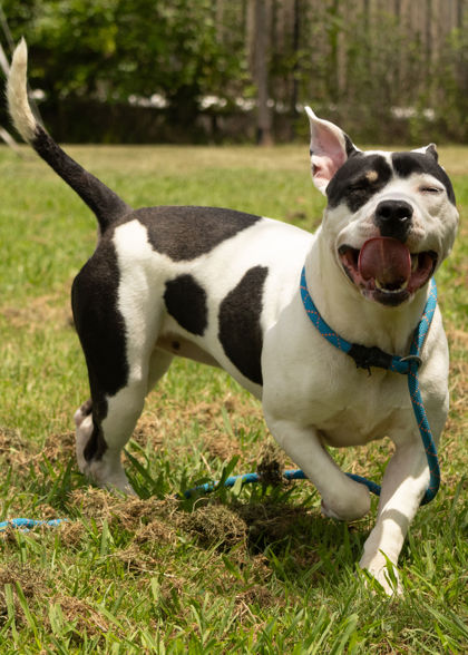 BADGER - Pit Bull Terrier / Mix available for adoption