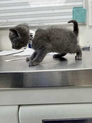 61878802 - Domestic Shorthair / Mix available for adoption