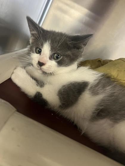 61957728 - Domestic Shorthair / Mix available for adoption