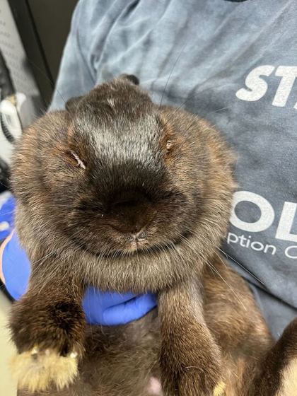 BOSSIE - Rabbit / Rabbit available for adoption