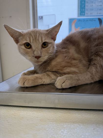 61908276 - Domestic Shorthair / Mix available for adoption