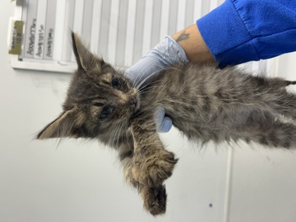 61862240 - Domestic Shorthair / Mix available for adoption