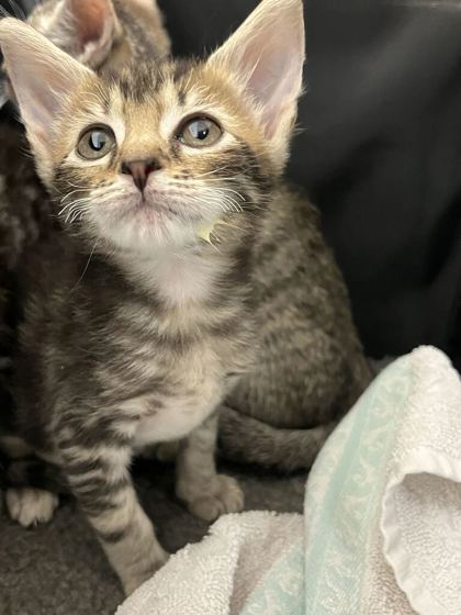 61518398 - Domestic Shorthair / Mix available for adoption