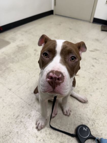 61735499 - American Pit Bull Terrier / Mix available for adoption