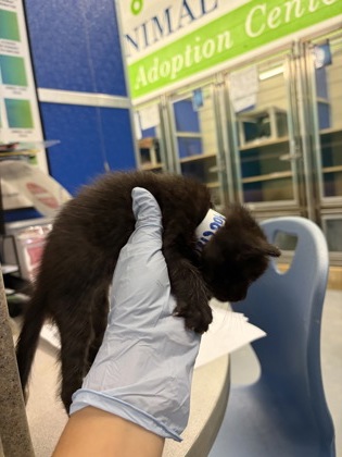 61835150 - Domestic Shorthair / Mix available for adoption