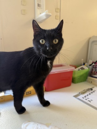 SHADOW - Domestic Shorthair / Mix available for adoption
