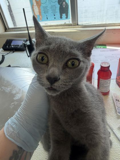 61757469 - Domestic Shorthair / Mix available for adoption