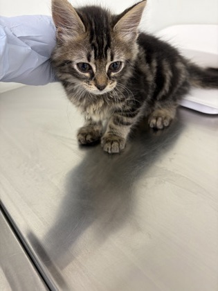 ERNIE - Domestic Shorthair / Mix available for adoption