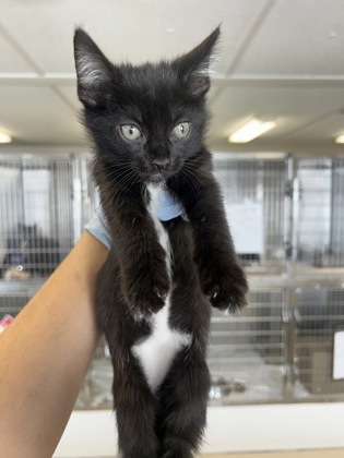 61871794 - Domestic Shorthair / Mix available for adoption
