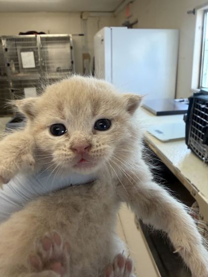 61919692 - Domestic Medium Hair / Mix available for adoption
