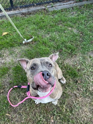 JANE - American Pit Bull Terrier / Mix available for adoption