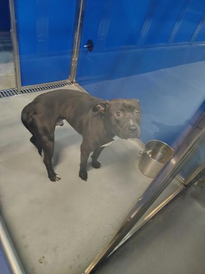 61770542 - Bully American  - Standard / Mix available for adoption