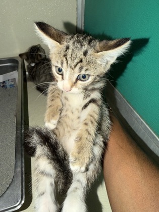 61841481 - Domestic Shorthair / Mix available for adoption