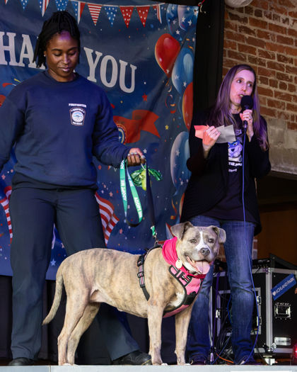 EVELYN - Pit Bull Terrier / Mix available for adoption