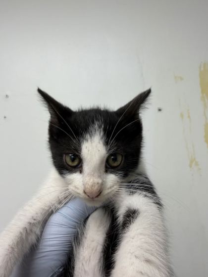 61713432 - Domestic Shorthair / Mix available for adoption