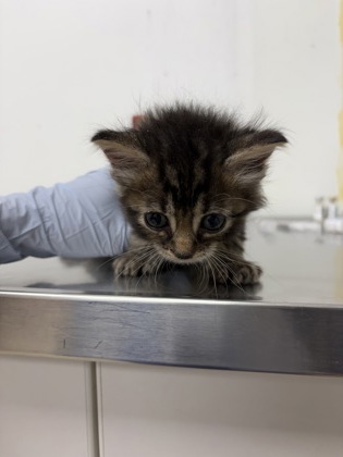 ERNIE - Domestic Shorthair / Mix available for adoption