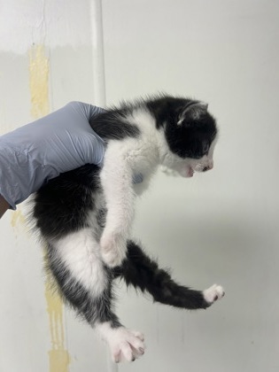 61709409 - Domestic Shorthair / Mix available for adoption