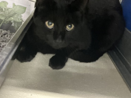 COCOA PUFF - Domestic Shorthair / Mix available for adoption