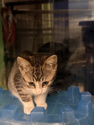 61808331 - Domestic Shorthair / Mix available for adoption