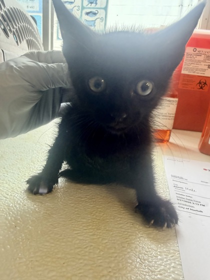 61805732 - Domestic Shorthair / Mix available for adoption