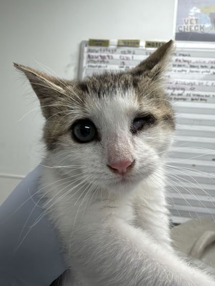 ADÉLA - Domestic Shorthair / Mix available for adoption