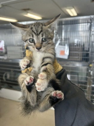 61835863 - Domestic Shorthair / Mix available for adoption