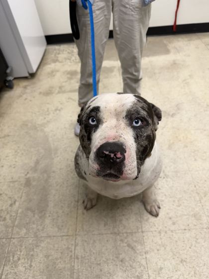 61759792 - Pit Bull Terrier / Mix available for adoption