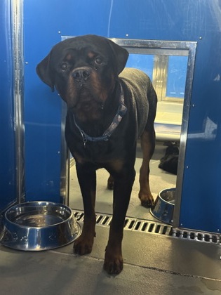 61935563 - Rottweiler / Mix available for adoption