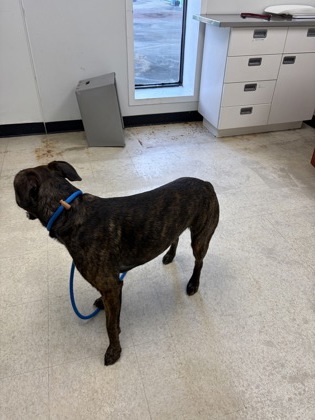 61962979 - Pit Bull Terrier / Mix available for adoption