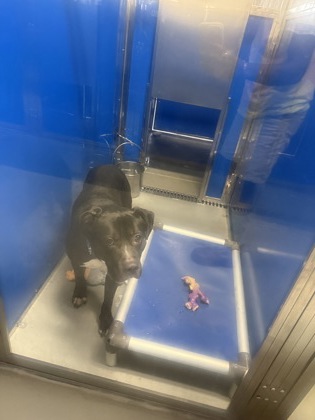 61769437 - Pit Bull Terrier / Mix available for adoption