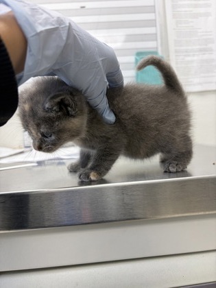 61878797 - Domestic Shorthair / Mix available for adoption