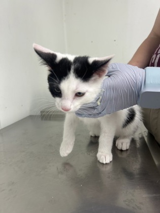 VAPOREON - Domestic Shorthair / Mix available for adoption