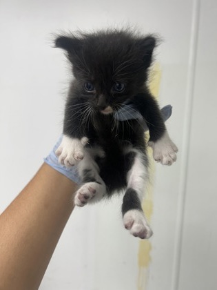 61709509 - Domestic Medium Hair / Mix available for adoption