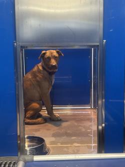 MAXINE - Labrador Retriever / Mix for adoption in Norfolk