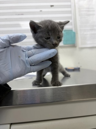 61878802 - Domestic Shorthair / Mix available for adoption