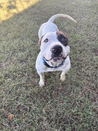 61927937 - Pit Bull Terrier / Mix available for adoption