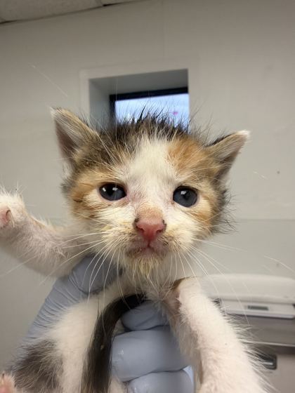 61800190 - Domestic Shorthair / Mix available for adoption