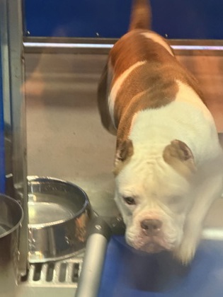61895643 - Pit Bull Terrier / Mix available for adoption
