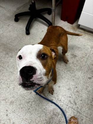 SEBASTIAN - Pit Bull Terrier / Mix for adoption in Norfolk