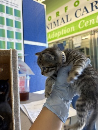 61835146 - Domestic Shorthair / Mix available for adoption