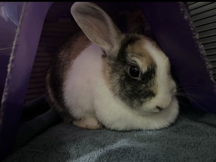 61801217 - Rabbit / Rabbit available for adoption