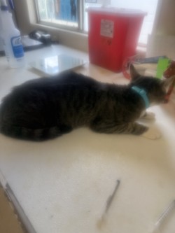 61689155 - Domestic Shorthair / Mix available for adoption