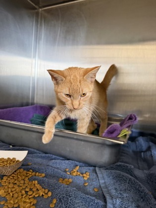 61969080 - Domestic Shorthair / Mix available for adoption