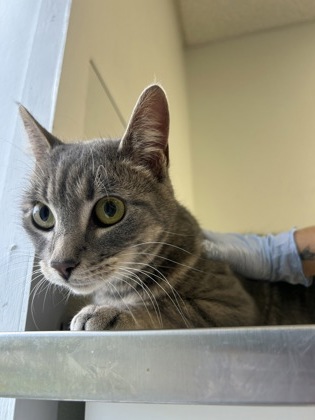 61964319 - Domestic Shorthair / Mix available for adoption